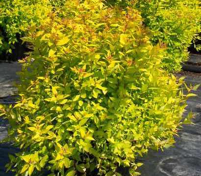 Spirea Dakata Gold Charm