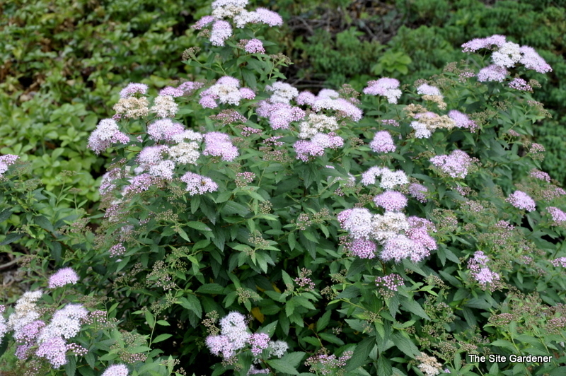 Spirea japonica alpina