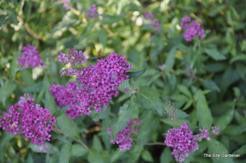 Spirea japonica 'Neon Flash'