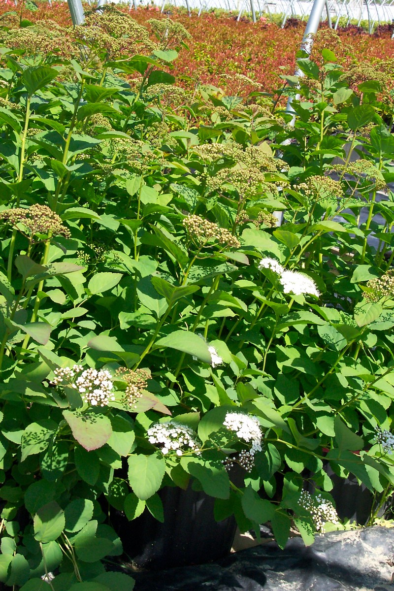 Spirea media 'Snowstorm'
