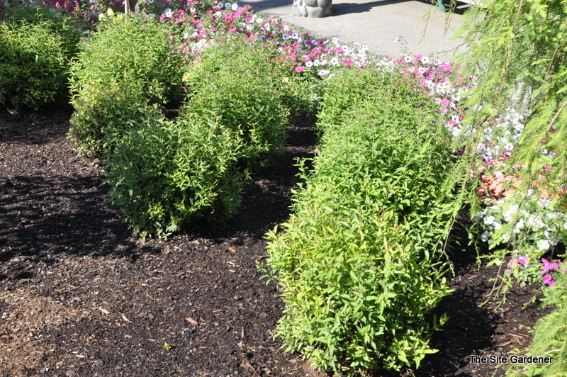 Spirea x bumalda 'Anthony Waterer'