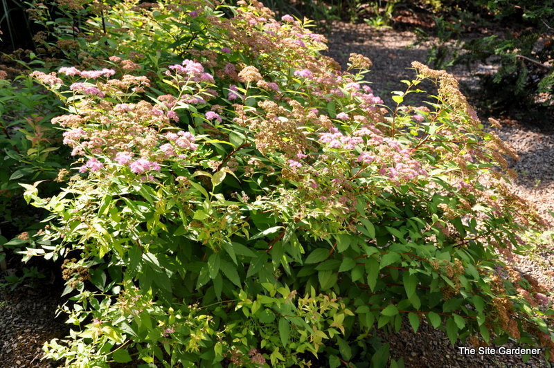 Spirea x bumalda 'Goldflame'