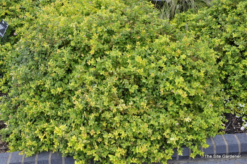 Spirea x bumalda 'Limemound'