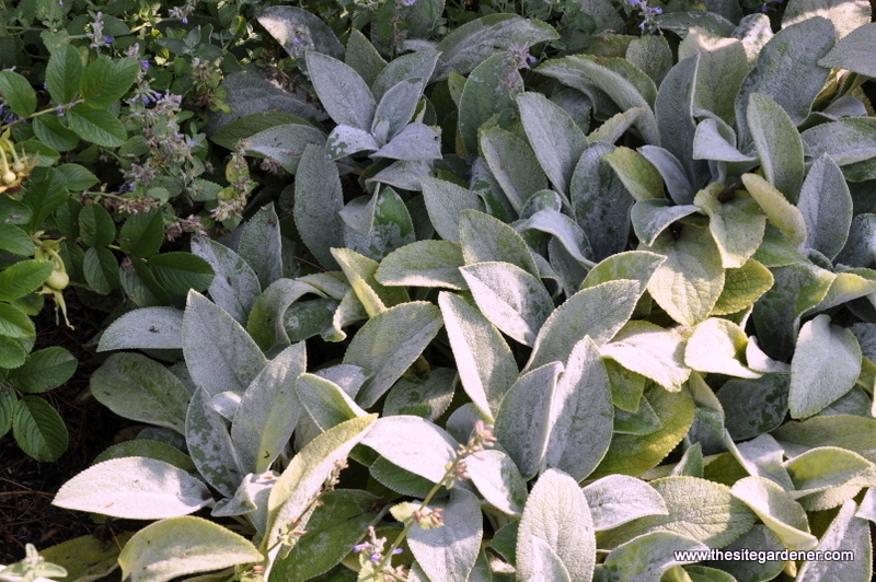 Stachys byz 'Helen von Stein'