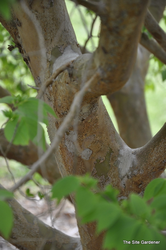 Stewartia mondelpha