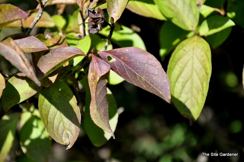 Stewartia pseudocamellia