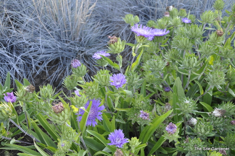 Stokesia laevis Purple Parasols