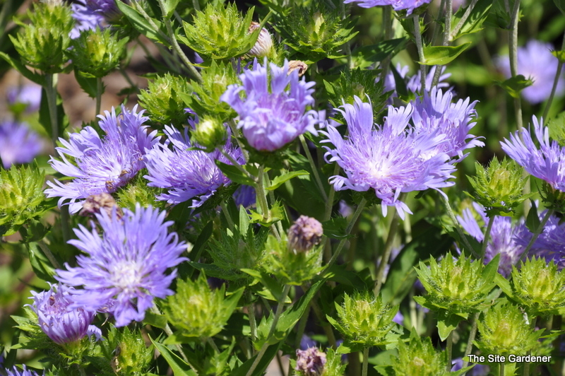 Stokesia 'Peachie's Pick' (BLUE)