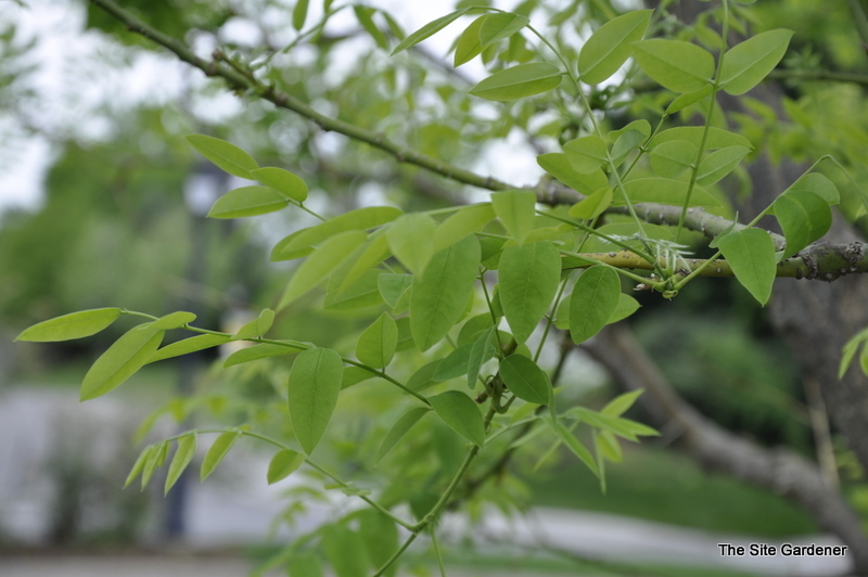 Styphnolobium japonicum Regent