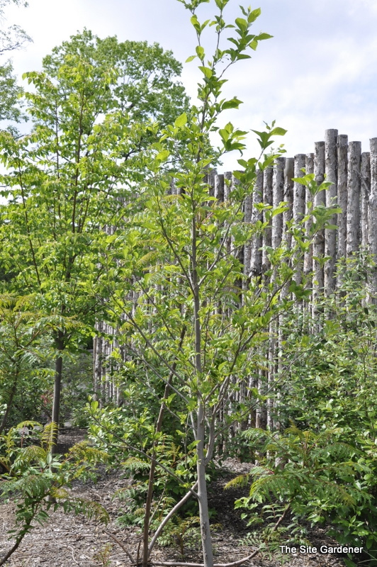 Styrax japonicus 'Emerald Pagoda'