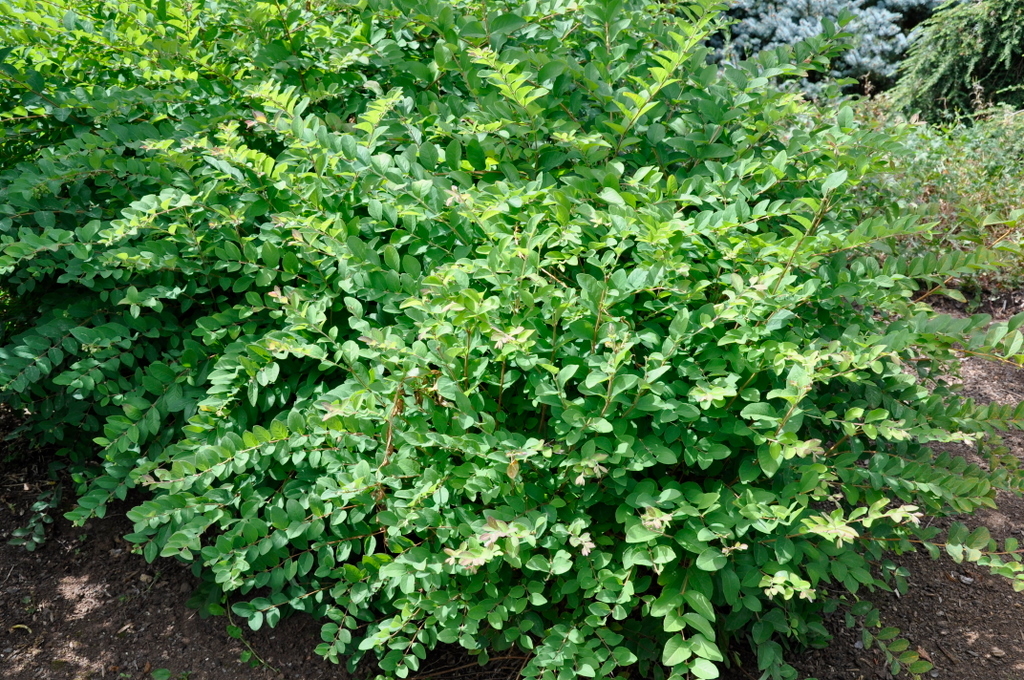 Symphoricarpos Japanese Snowberry