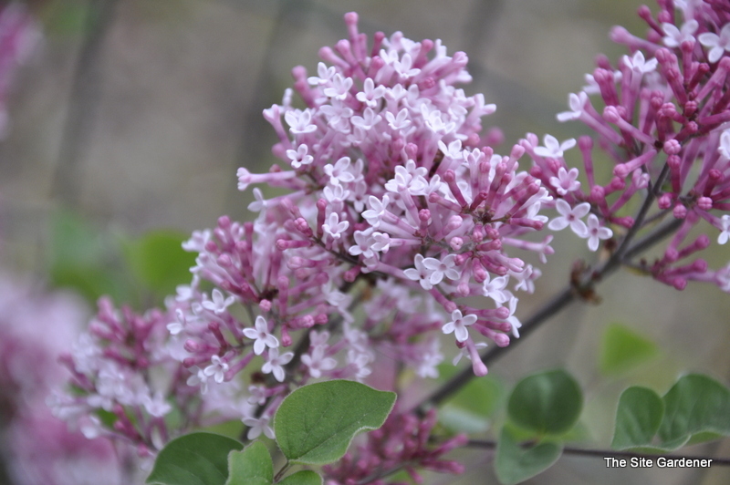 Syringa hybrid Bailbelle