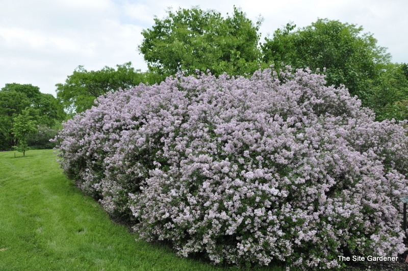 Syringa meyeri 'Palibin'
