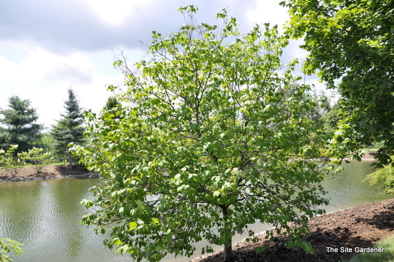 Syringa Pekinensis Summer Charm