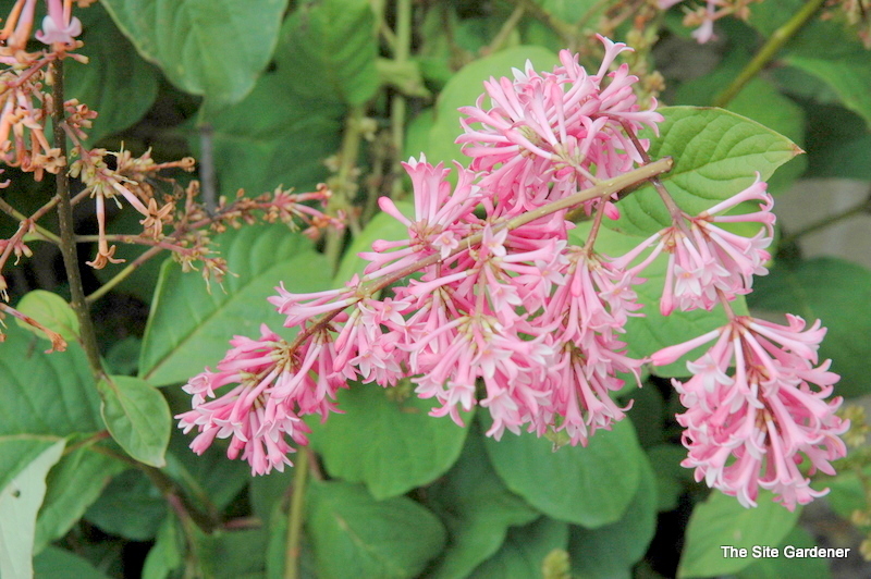Syringa prestonae Miss Canada