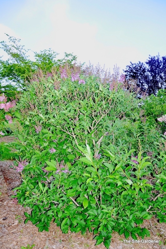 Syringa prestoniae Donald Wyman