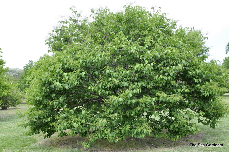 Syringa reticulata