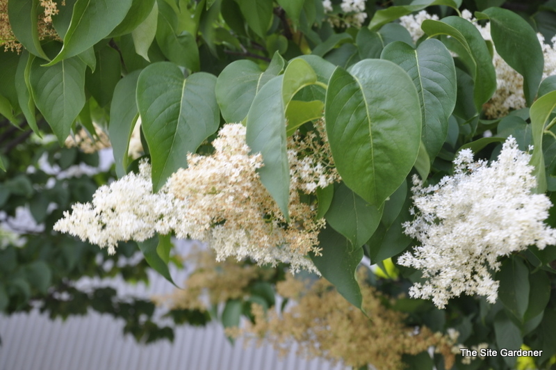 Syringa reticulata 'Ivory Silk'
