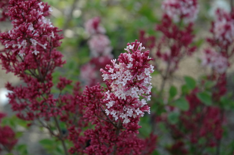 Syringa Tinkerbell