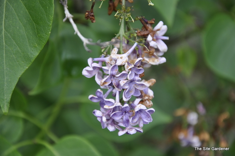 Syringa vulgaris Albert F. Holden