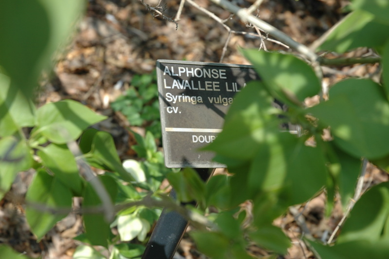 Syringa vulgaris Alphonse Lavalle