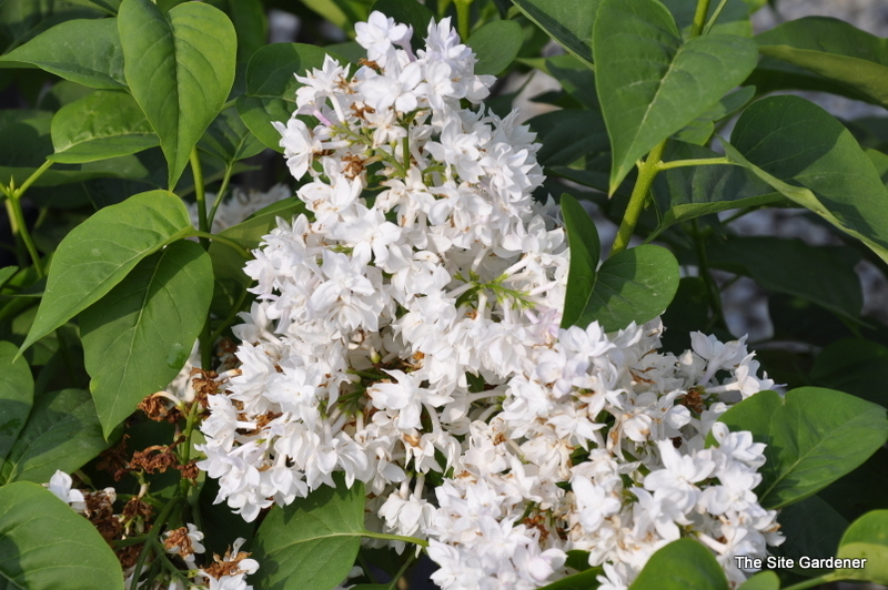 Syringa vulgaris Beauty of Moscow