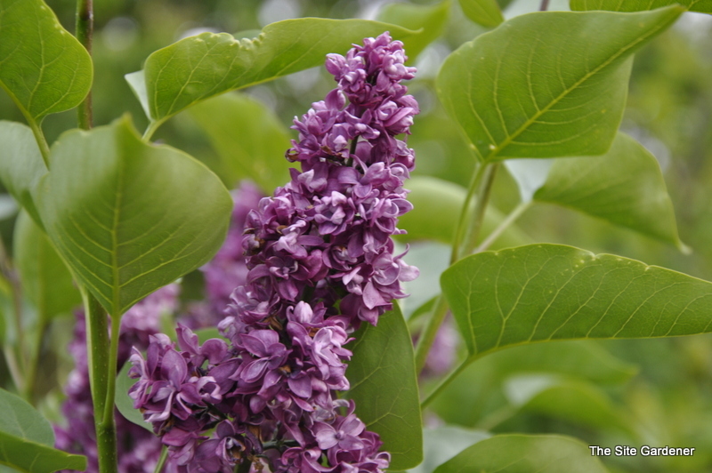 Syringa vulgaris Charles Joly