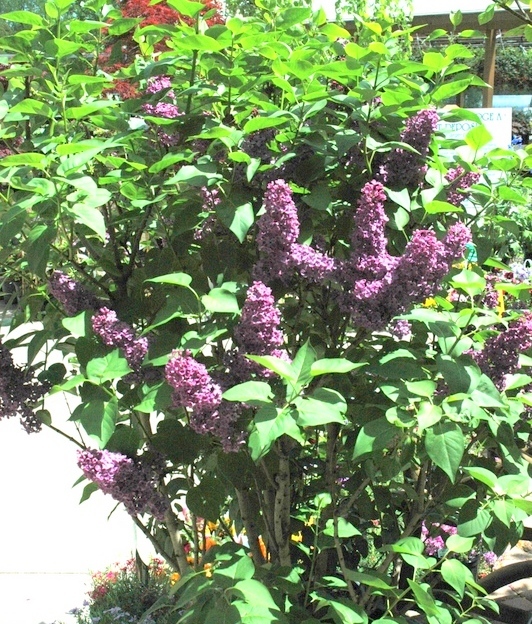 Syringa vulgaris Ludwig Spaeth