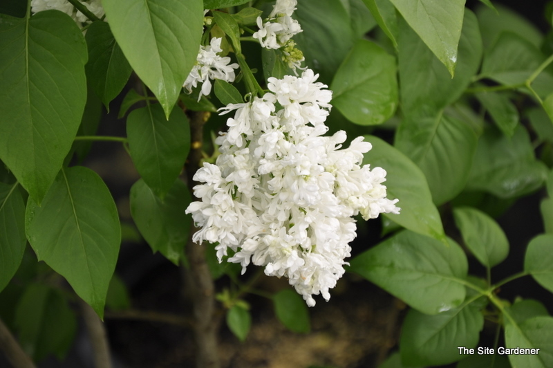 Syringa vulgaris Madame Lemoine