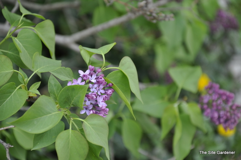 Syringa vulgaris Paul Thirion