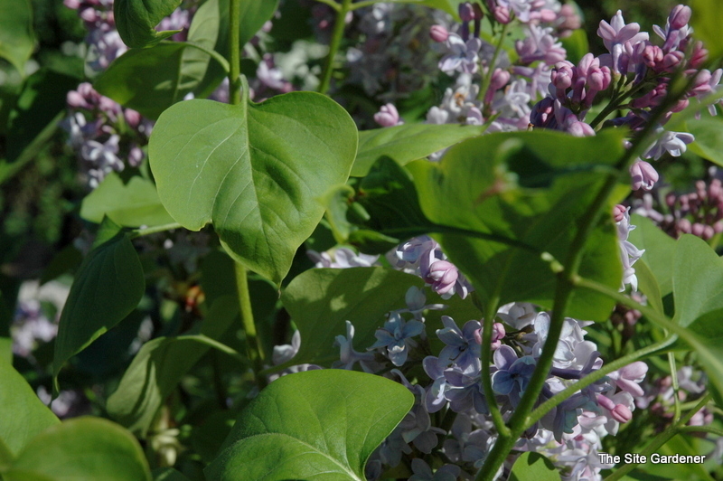 Syringa vulgaris President Grevy
