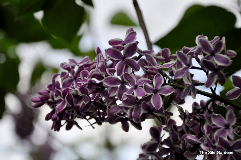 Syringa vulgaris Sensation
