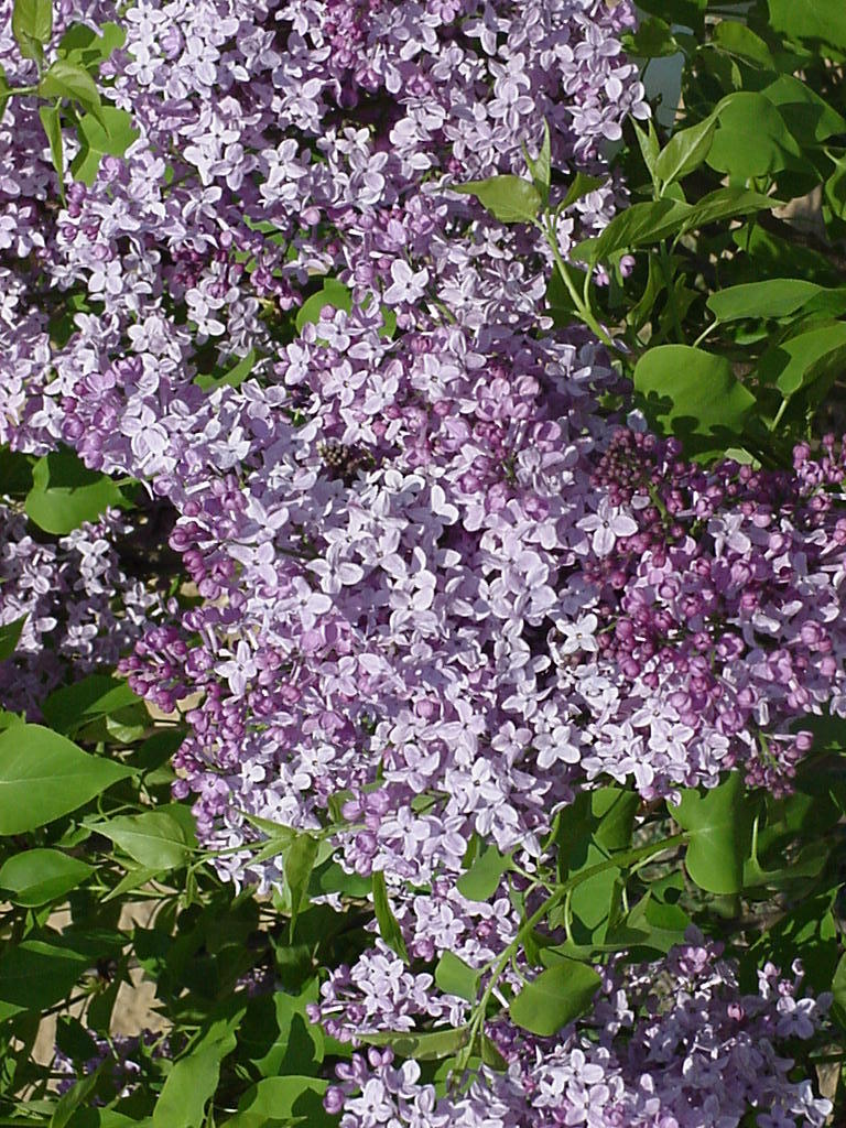 Syringa x hyacinthiflora 'Assessippi' - The Site Gardener