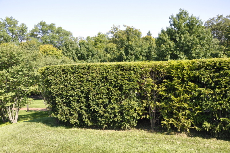 Taxus cuspidata 'Adams'