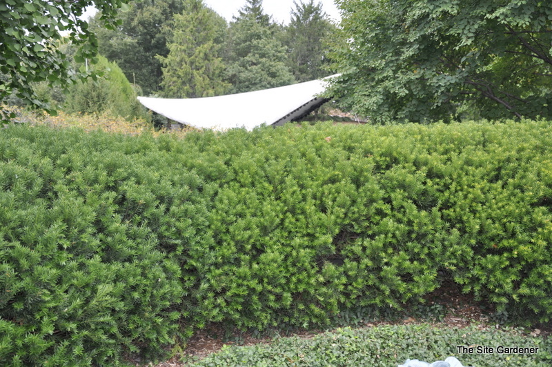 Taxus x media 'Hicksi'