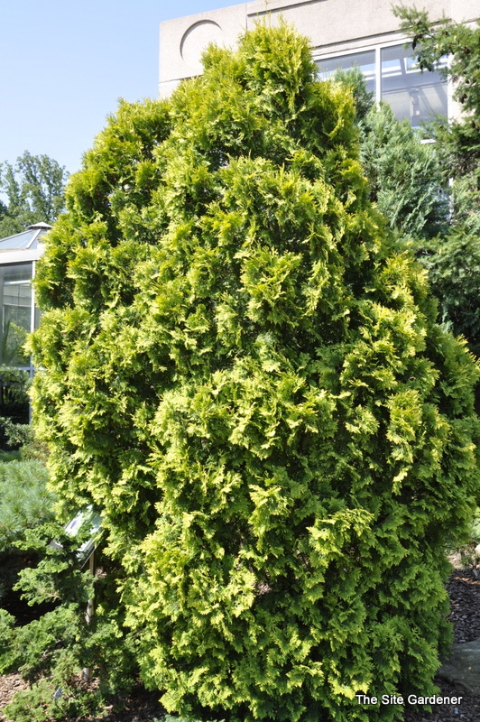 Thuja orientalis Aurea Nana — photo 1