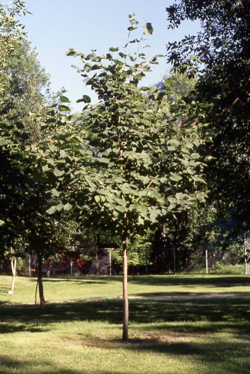 Tilia cordata Norlin
