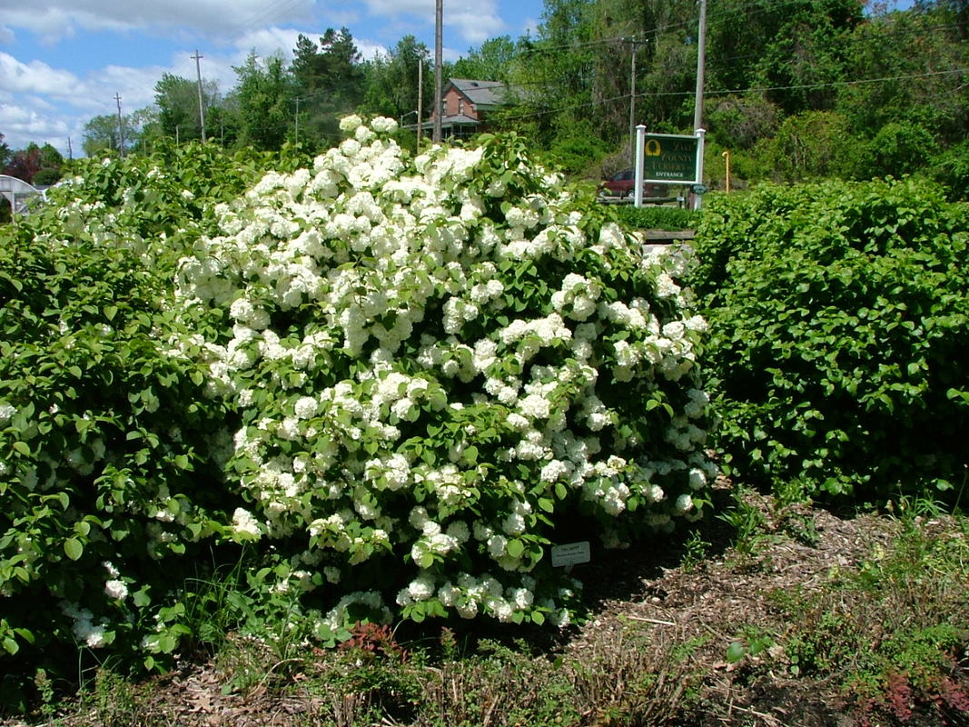 Viburnum Emerald Triumph — photo 1