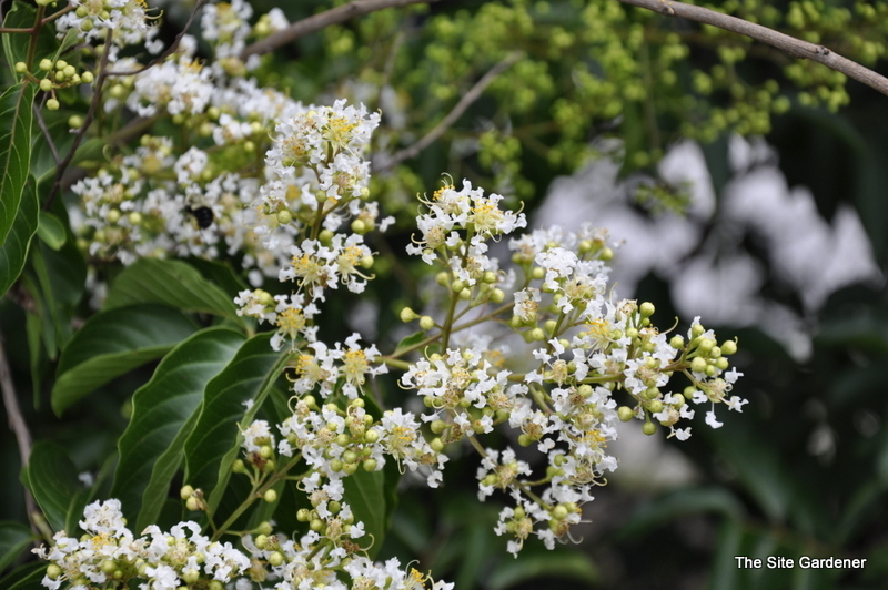 Viburnum Eskimo