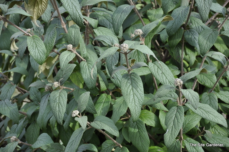 Viburnum rhytidophylloides Willowwood