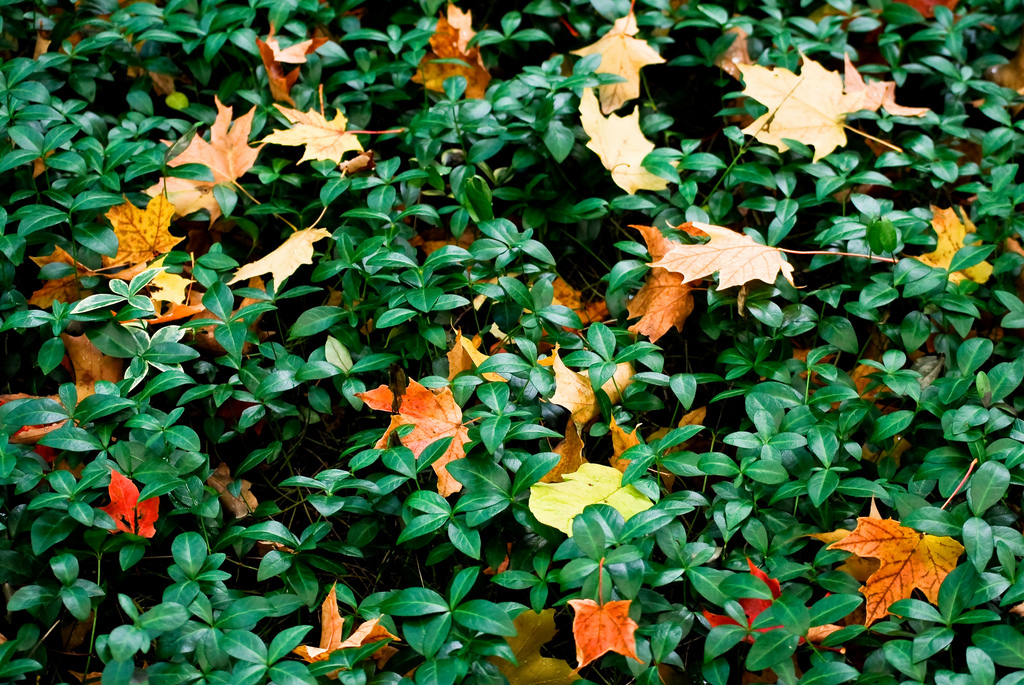 Vinca minor Green Carpet