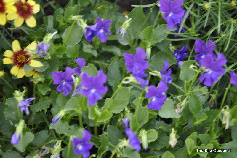 Viola cucularia 'Purple Showers'
