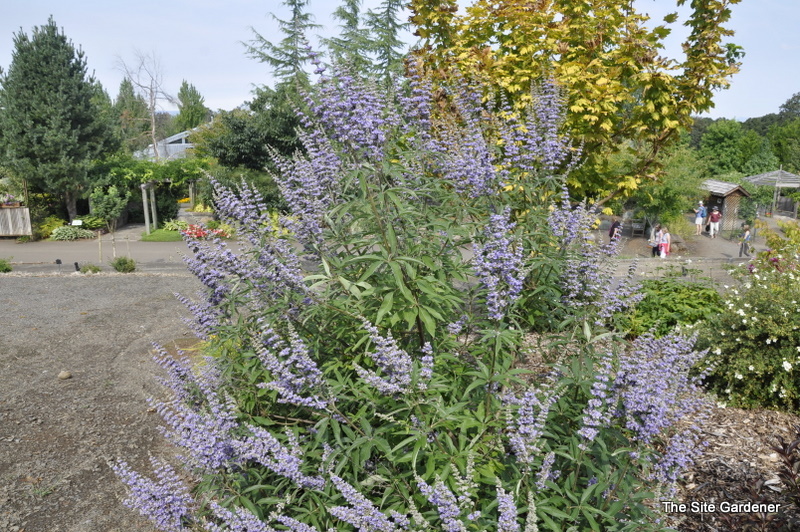 Vitex Agnus- castus (Blue)