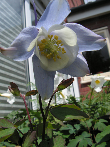 Aquilegia 'Bunting' — photo 1