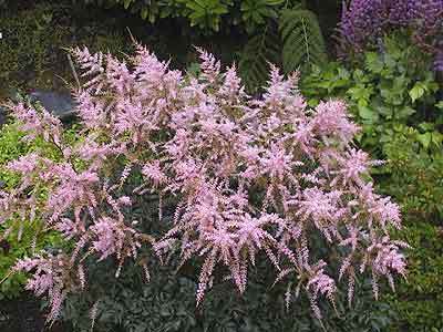 Astilbe simplificfolia 'Henny Graafland' — photo 1