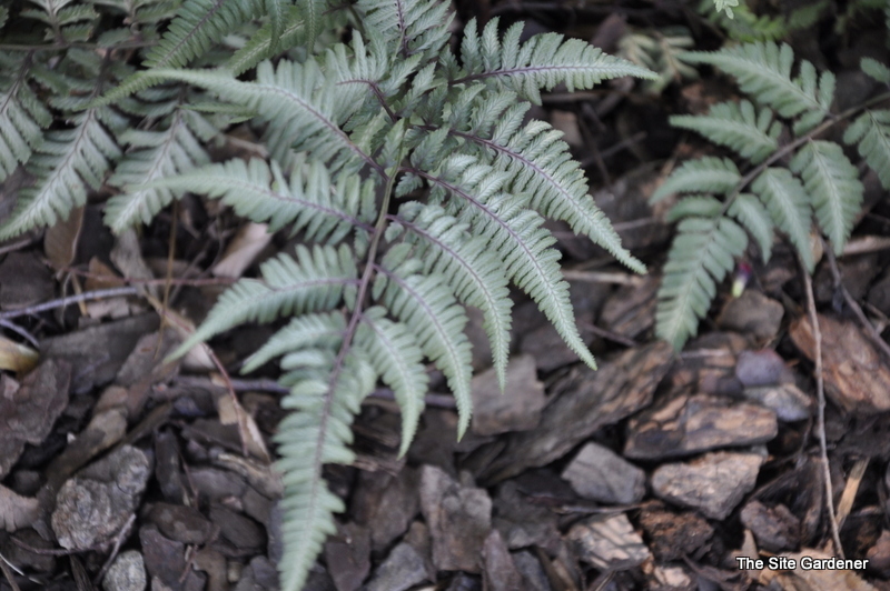 Athyrium goeringianum Pictum — photo 1