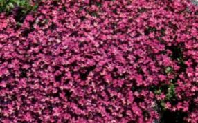 Aubrieta 'Red Cascade' — photo 1