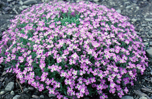 Aubrieta 'Whitewell Gem' — photo 1