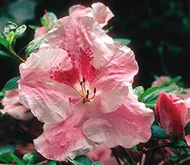Azalea 'Hilda Niblett'(Robin Hill Hybrid) — photo 1