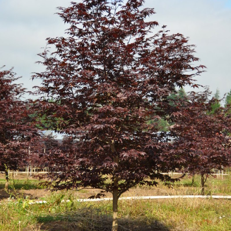 Acer palmatum 'Fire Glow' - The Site Gardener